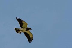 Swainson's hawk