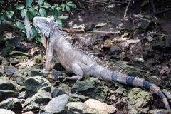 Green iguana