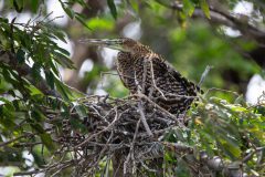 Tiger Heron
