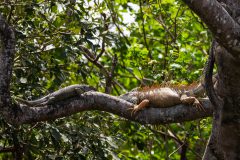 Female and male Green Iguanas