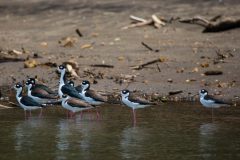 Black-necked stilt