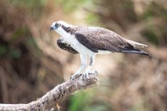 Osprey