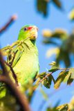 Lilac-crowned amazon