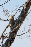 Hoffmann’s Woodpecker