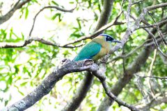 Lesson's motmot
