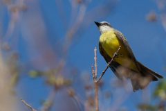 Grey-capped Flycatcher