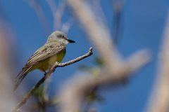 Grey-capped Flycatcher