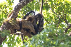 Spider Monkeys
