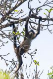 Spider Monkey
