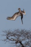 Brown Pelican diving