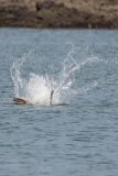 Brown Pelican hitting the water