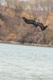 Brown Pelican diving