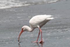 American white ibis