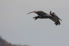Brown Pelican