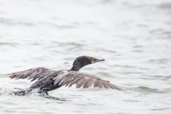 Neotropic cormorant