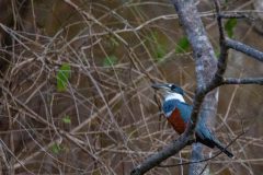 Ringed Kingfisher