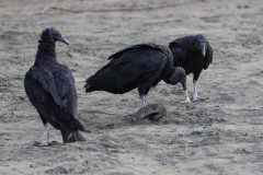 Black Vultures