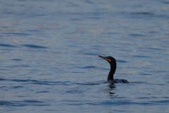 Double-crested cormorant