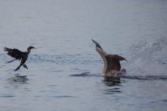 Double-crested cormorant and Pelican