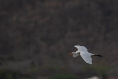 Great egret