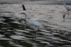 Great egret