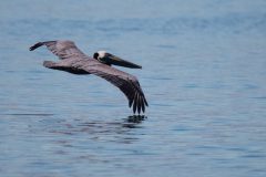 Brown Pelican