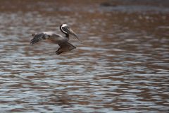 Brown Pelican