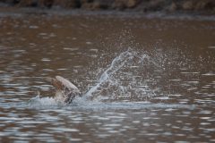 Brown Pelican hitting the water