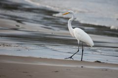 Great egret