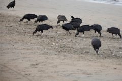 Black Vultures