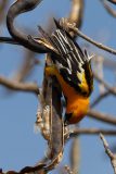 Streak-backed oriole