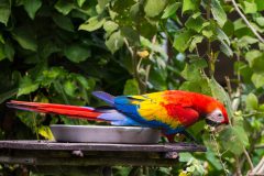 Scarlet macaw