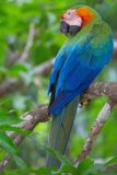 Blue-and-yellow macaw