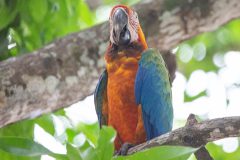 Blue-and-yellow macaw