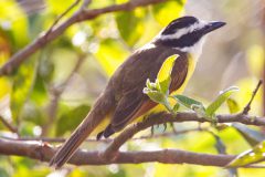Great kiskadee