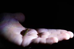 Firefly