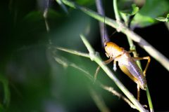 Cricket
