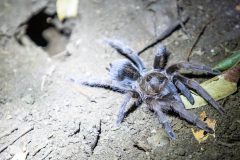 Tarantula