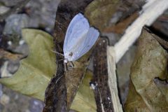 Geometer Moth