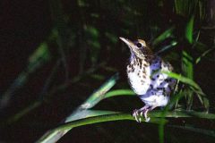 Wood Thrush at night