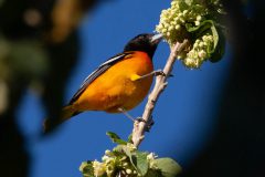 Baltimore Oriole