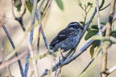 Female Rose-breasted Grosbeak