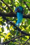 Back of a Resplendent Quetzal