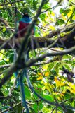 Resplendent Quetzal