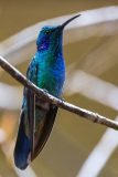 Sparkling violetear