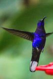 Violet sabrewing