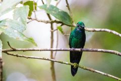Green-crowned brilliant