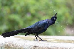Great-tailed grackle