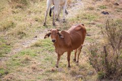 American Brahman