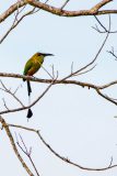 Turquoise-browed motmot